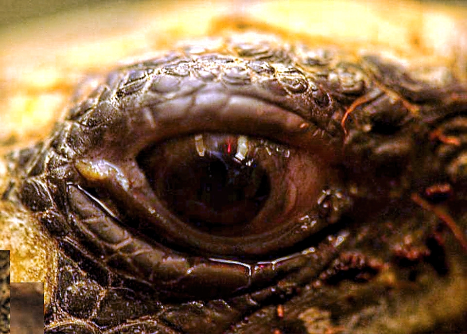 Eye of Giant Tortoise 18